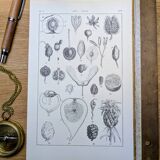 Printed in 1889, fruits and seeds. Antique botanical plate.