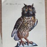 5 bird illustrations
