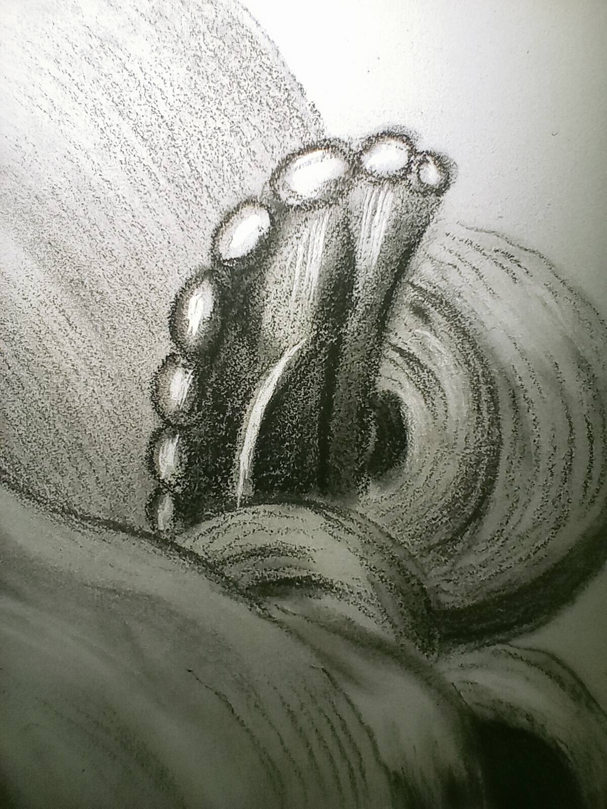 Magnificent portrait pencil drawing 19th century