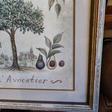 Tableau botanique L'Avocatier