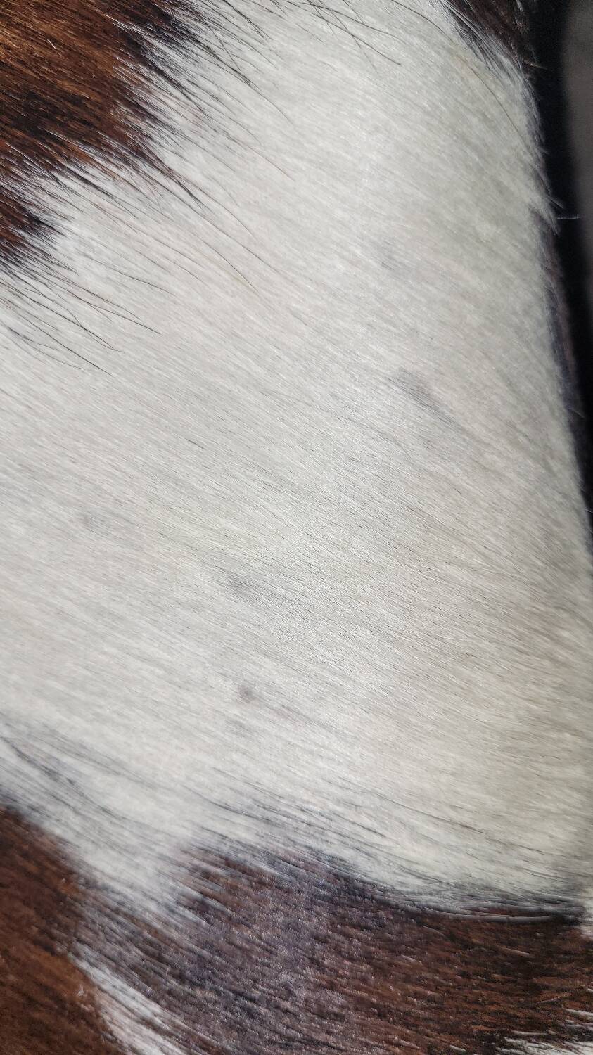 Cowhide and wood stool