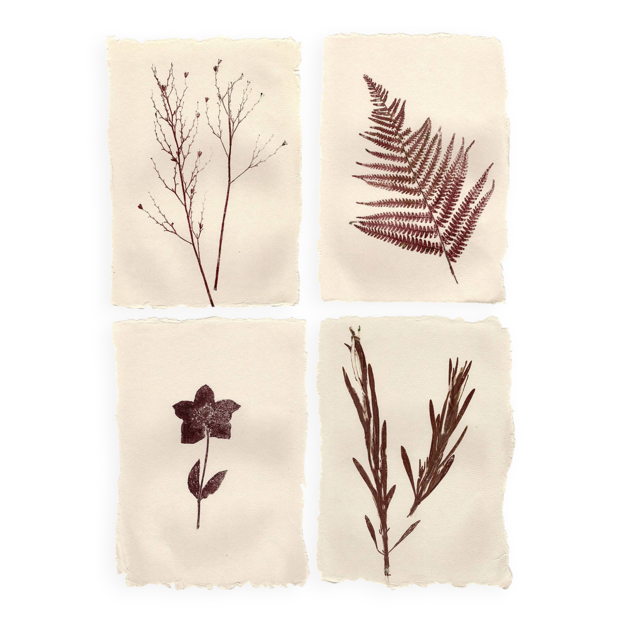 Collection de peintures herbiers sur papier signées Eawy