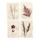 Collection de peintures herbiers sur papier signées Eawy