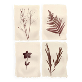 Collection de peintures herbiers sur papier signées Eawy