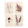 Collection de peintures herbiers sur papier signées Eawy