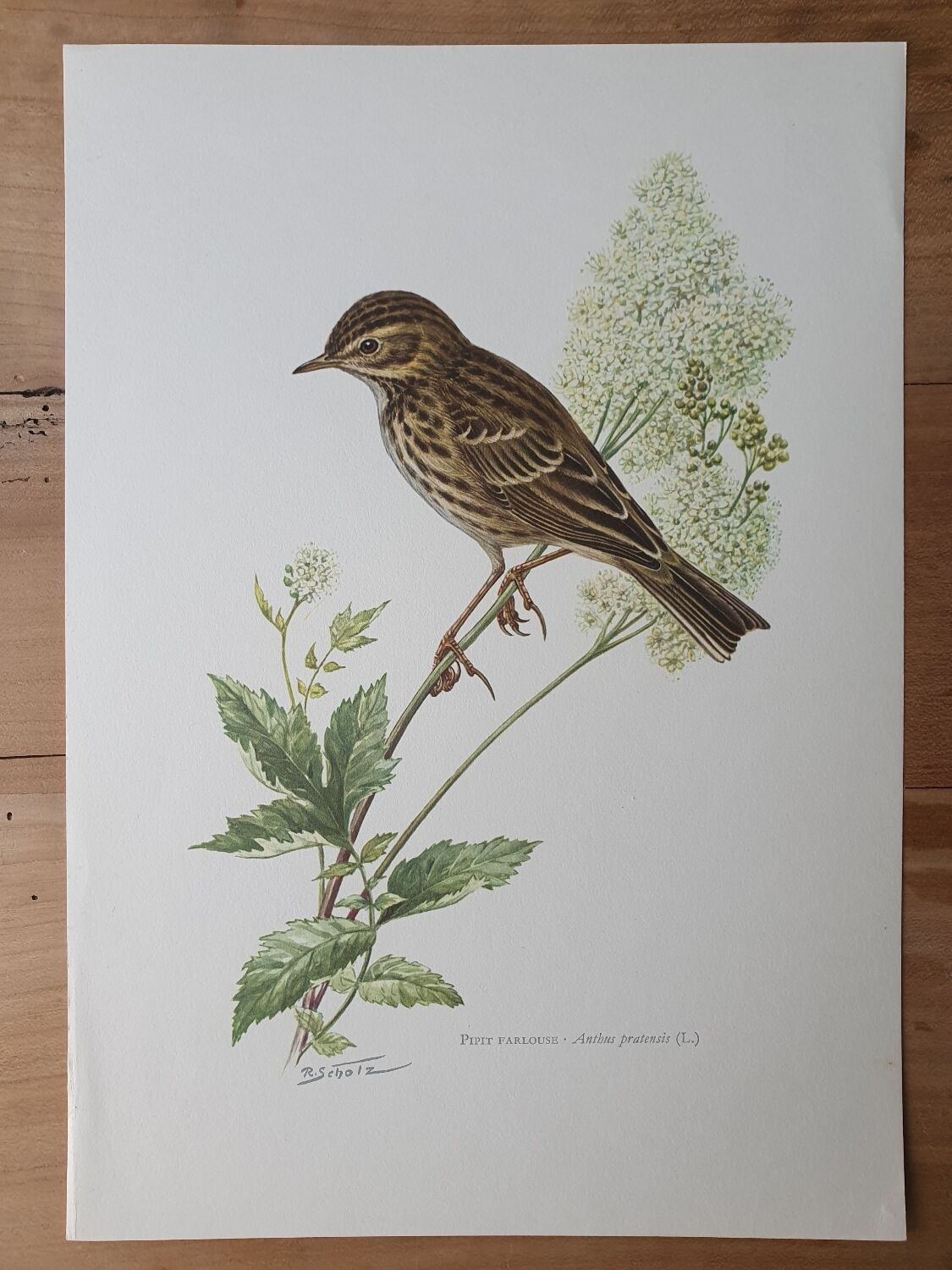 Wacky pipit bird board