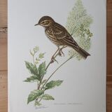 Wacky pipit bird board