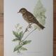 Wacky pipit bird board