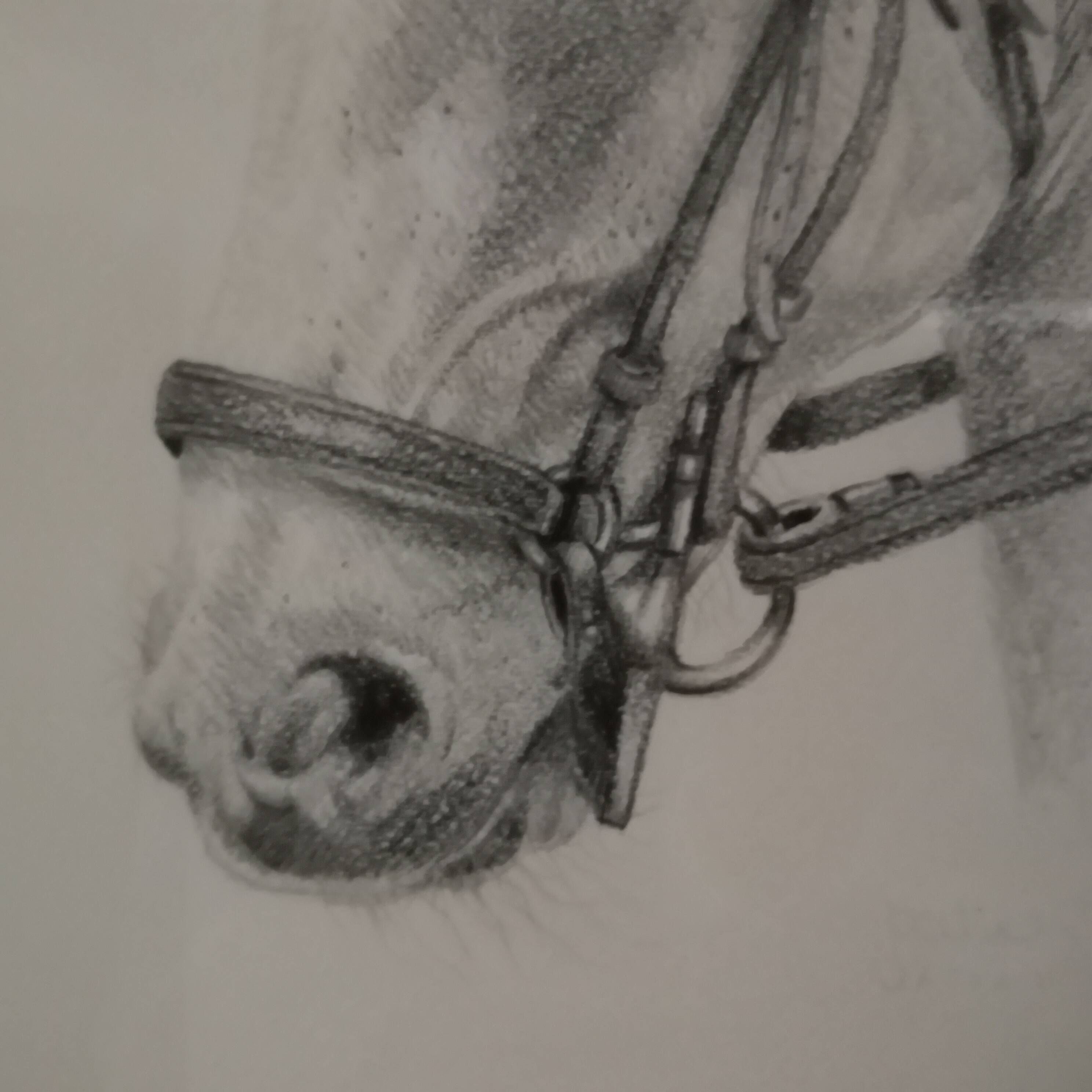 Pencil wash drawing on vellum horse painting signature to identify framed signed and dated