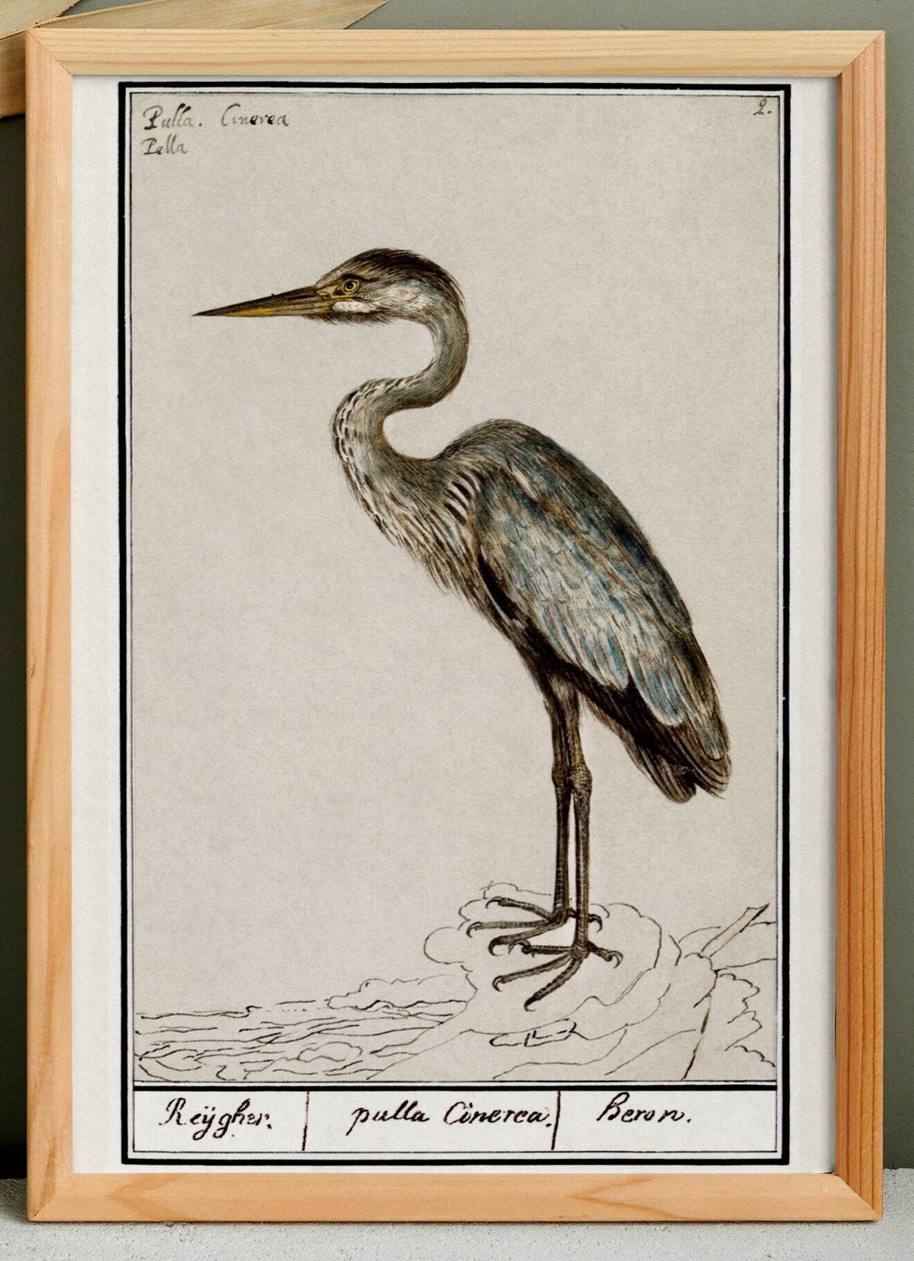 Small poster of the Grey Heron, based on an old engraving from 1610.