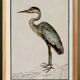 Small poster of the Grey Heron, based on an old engraving from 1610.