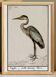 Small poster of the Grey Heron, based on an old engraving from 1610.