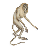 Lithograph engraving chimera animal - the mirilion