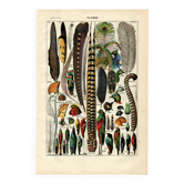 Gravure ancienne de 1923 - Plumes d'oiseaux exotiques par A. Millot