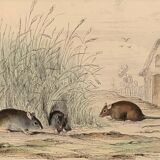 Original zoological plate "Rat - Squirrel - Field mouse - Mouse" Buffon 1840