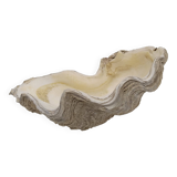 Shell clam.