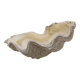 Bénitier coquillage