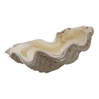 Shell clam.