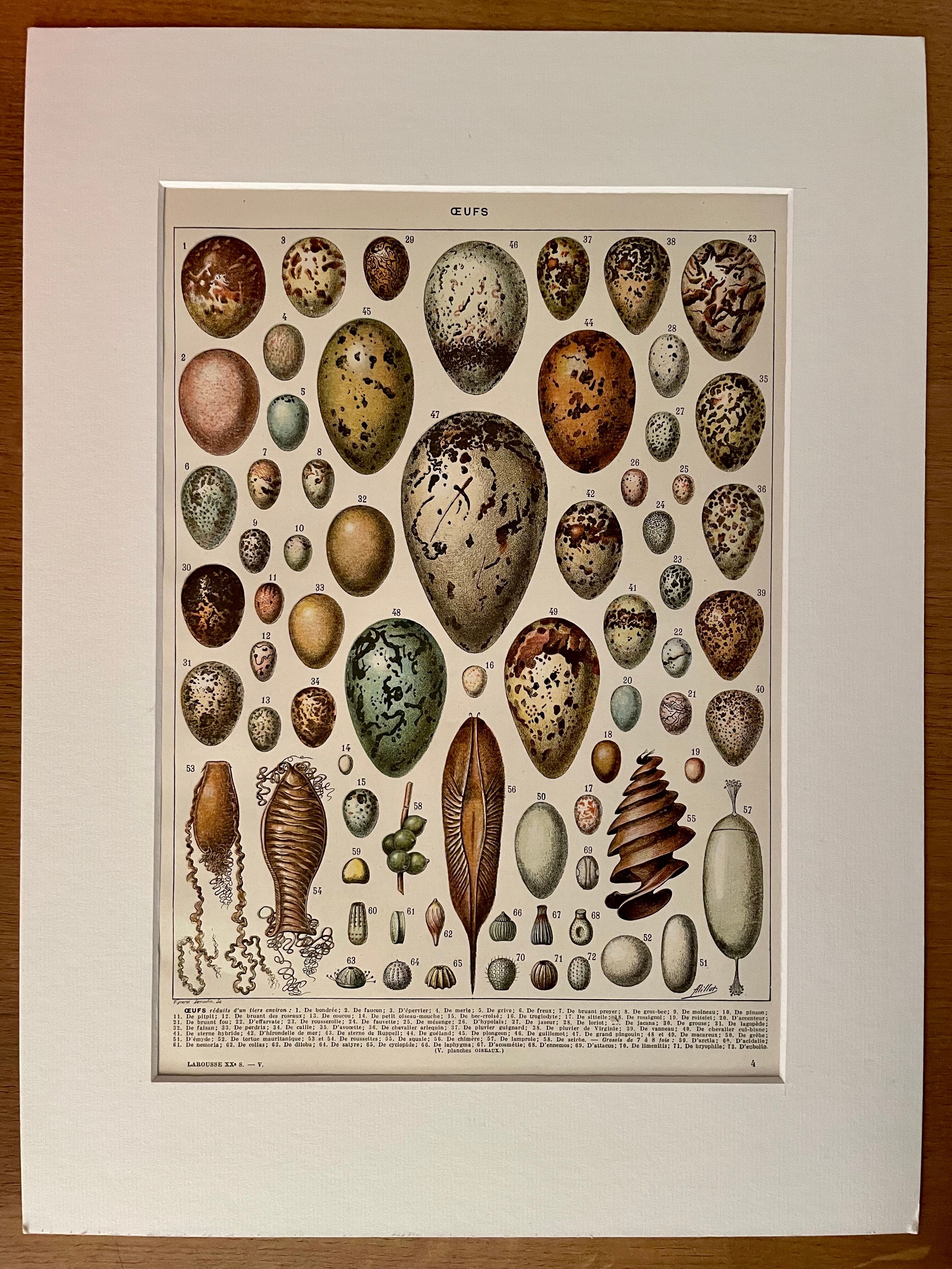 Lithograph on eggs - 1920