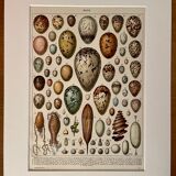 Lithograph on eggs - 1920