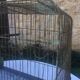 Metal bird cage