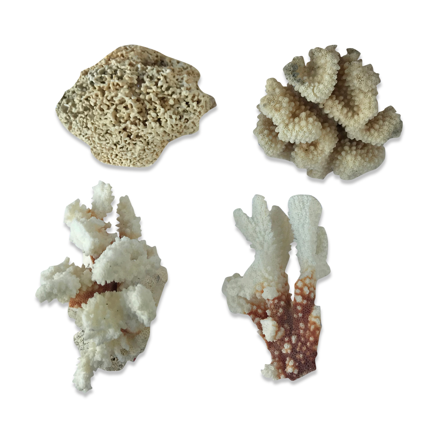 Set of 4 Pacific corals