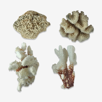 Set of 4 Pacific corals