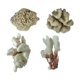 Set of 4 Pacific corals