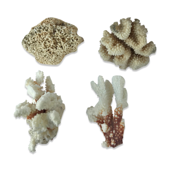 Set of 4 Pacific corals