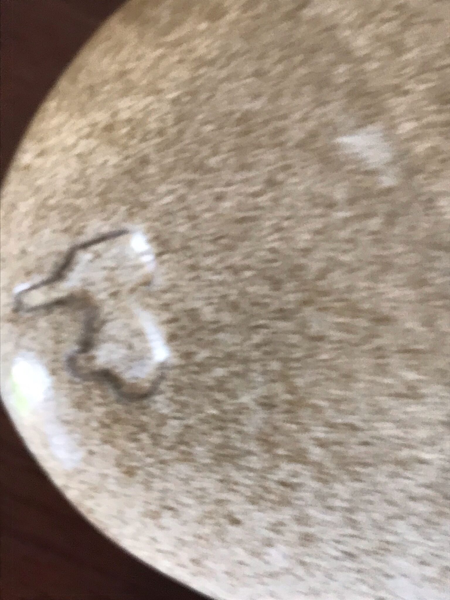 Pebble Ceramic stings flowers design 70 years