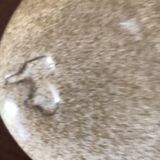 Pebble Ceramic stings flowers design 70 years