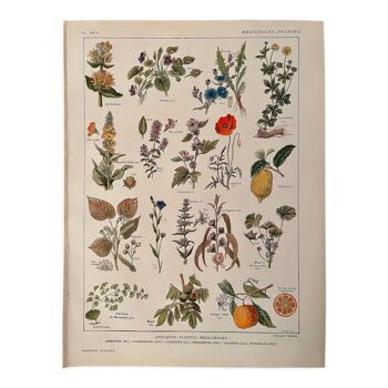 Lithographie plantes médicinales XXIV 1920