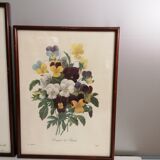 Gravures anciennes fleurs botanique par J.P.Redouté 1759- 1840 encadrés sous verre