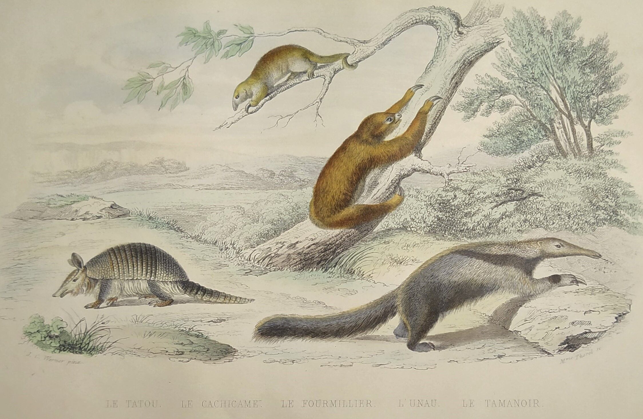 Original zoological board "tatou - cachicame - antelier tamanoir - unau " buffon 1838