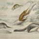 Original zoological board "tatou - cachicame - antelier tamanoir - unau " buffon 1838