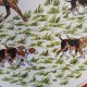 Large serving dish, Couleuvre porcelain, Hunting, Pierre Chambry