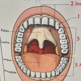 Anatomical school poster