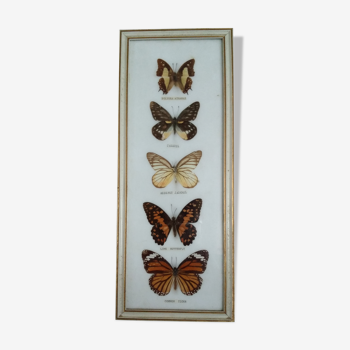 Frame of 5 Thai butterflies