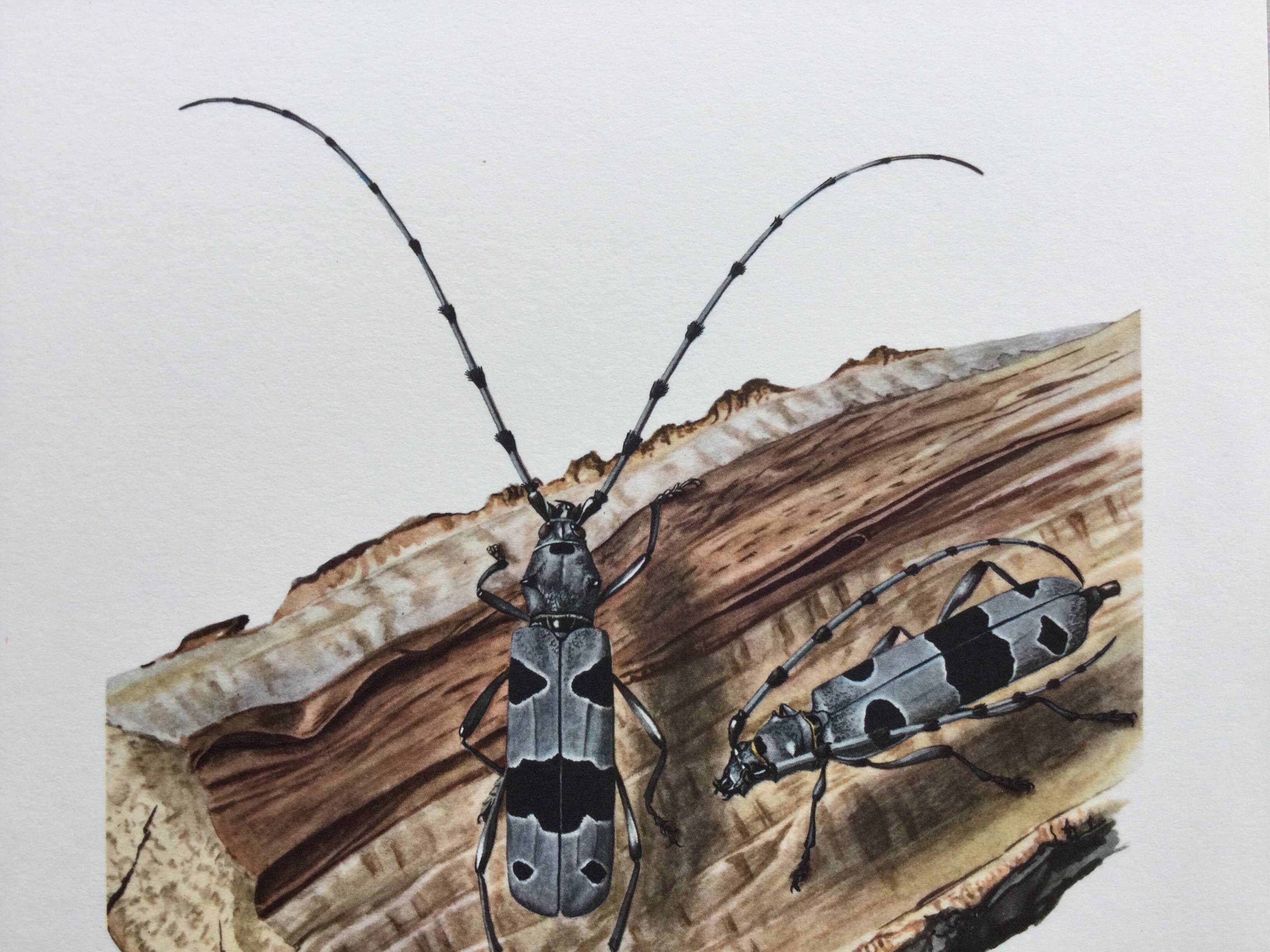 Antique Insect Illustration, Vintage Print 60s