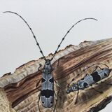 Illustration ancienne Insectes, Impression vintage années 60