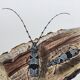 Antique Insect Illustration, Vintage Print 60s
