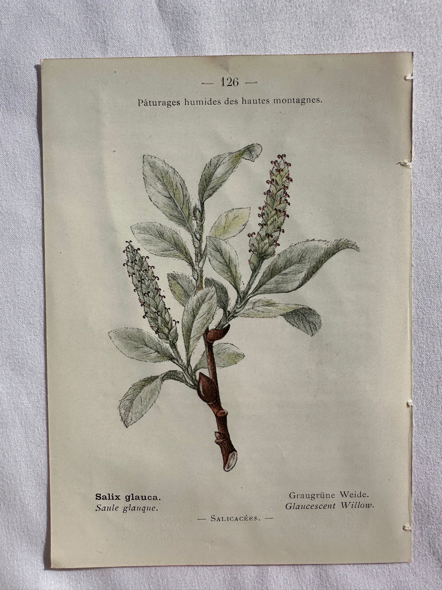 Naturalist Plate – 19th Century Botanical Engraving, Double-Sided
