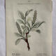 Naturalist Plate – 19th Century Botanical Engraving, Double-Sided
