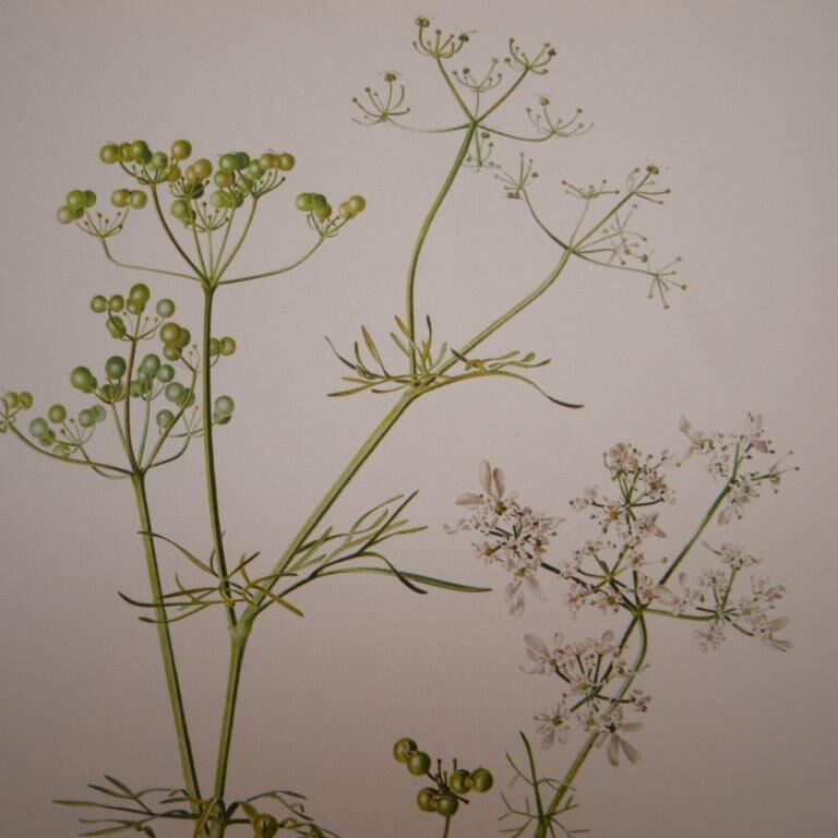 Radiant Bifora botanical plate