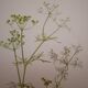 Planche botanique Bifora rayonnant