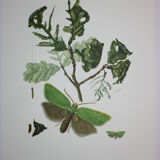Green Oak | 1961 | Lepidoptera insect | Original pedagogical board| Entomology