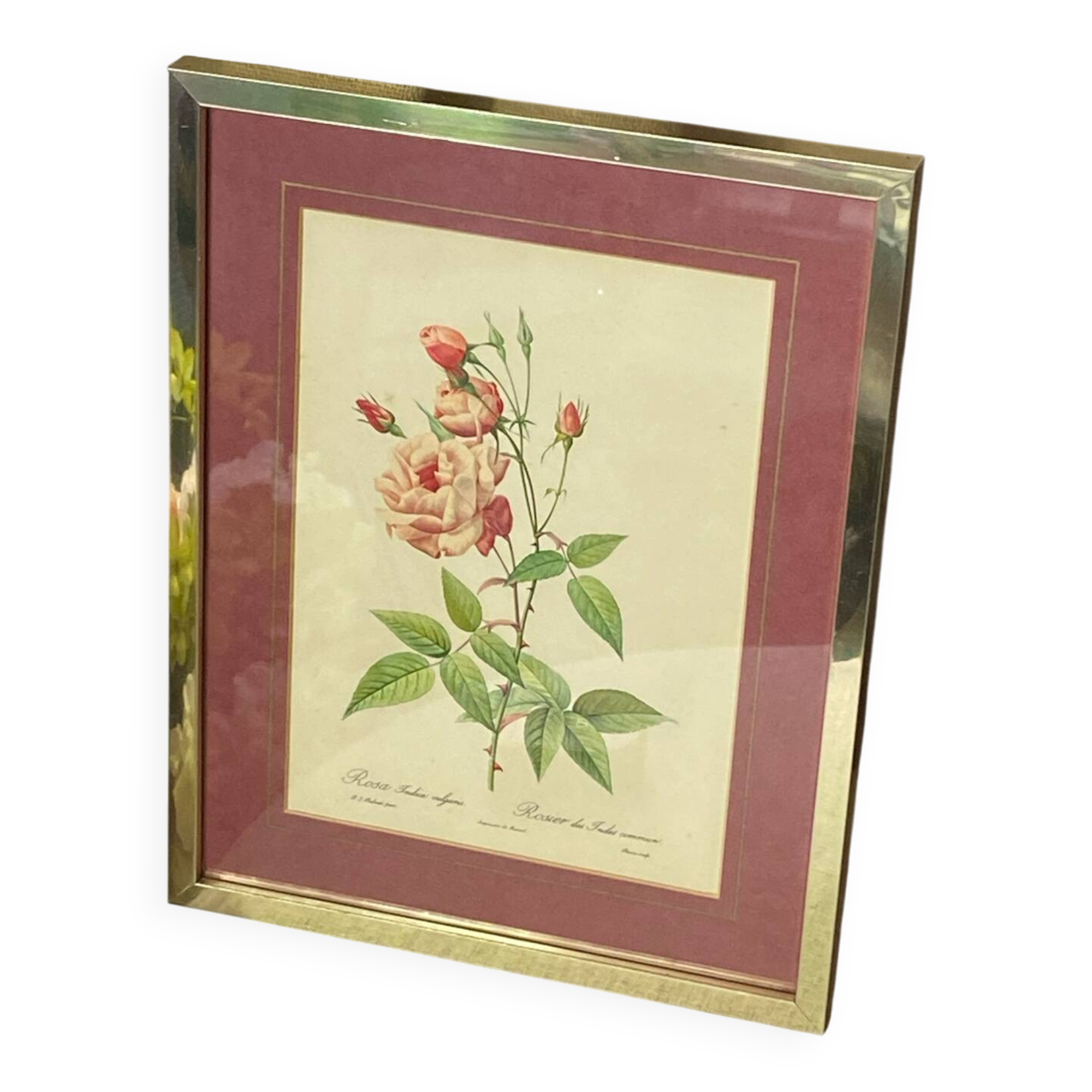 Botanical poster, P-J Redouté, brass frame
