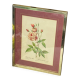 Botanical poster, P-J Redouté, brass frame