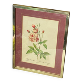 Botanical poster, P-J Redouté, brass frame