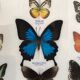 Frame Butterflies assortment of 9 around blue emperor 33 x 25